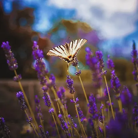 Hisa Posebne Sorte 4* Kodreti