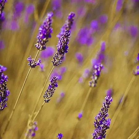 Hisa Posebne Sorte بيت ضيافة