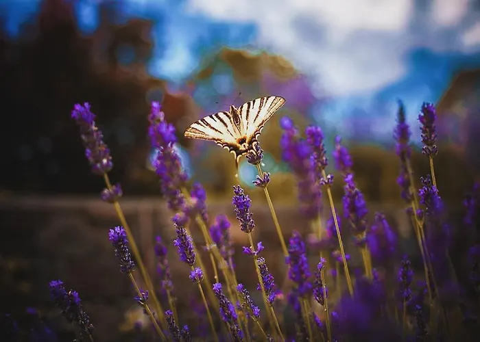 Hisa Posebne Sorte 4* Kodreti