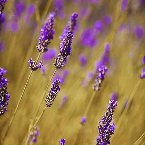 Hisa Posebne Sorte Konukevi